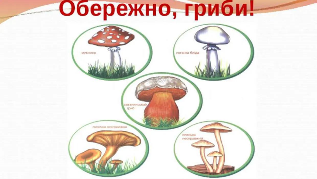гриби