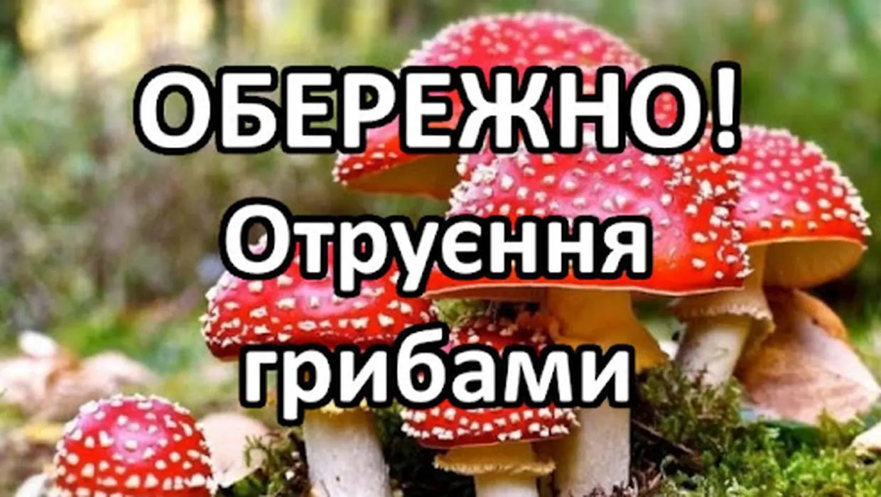 Обережно - ГРИБИ! Обережно - ГРИБИ!