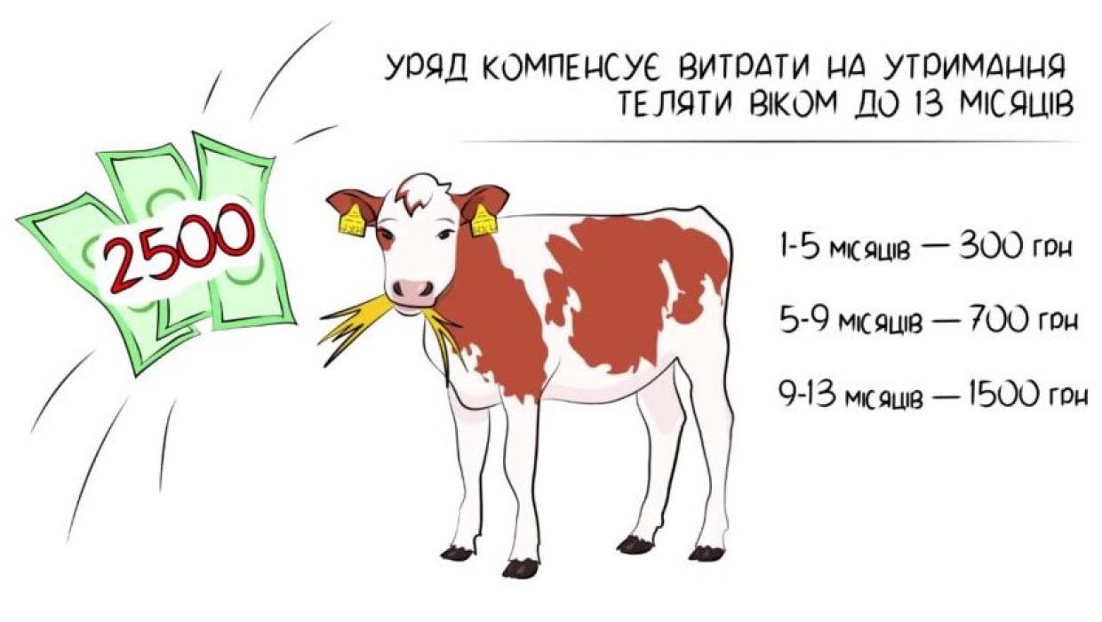 ПРО ОТРИМАННЯ БЮДЖЕТНОЇ ДОТАЦІЇ ЗА УТРИМАННЯ ТА ЗБЕРЕЖЕННЯ МОЛОДНЯКА ВЕЛИКОЇ РОГАТОЇ ХУДОБИ