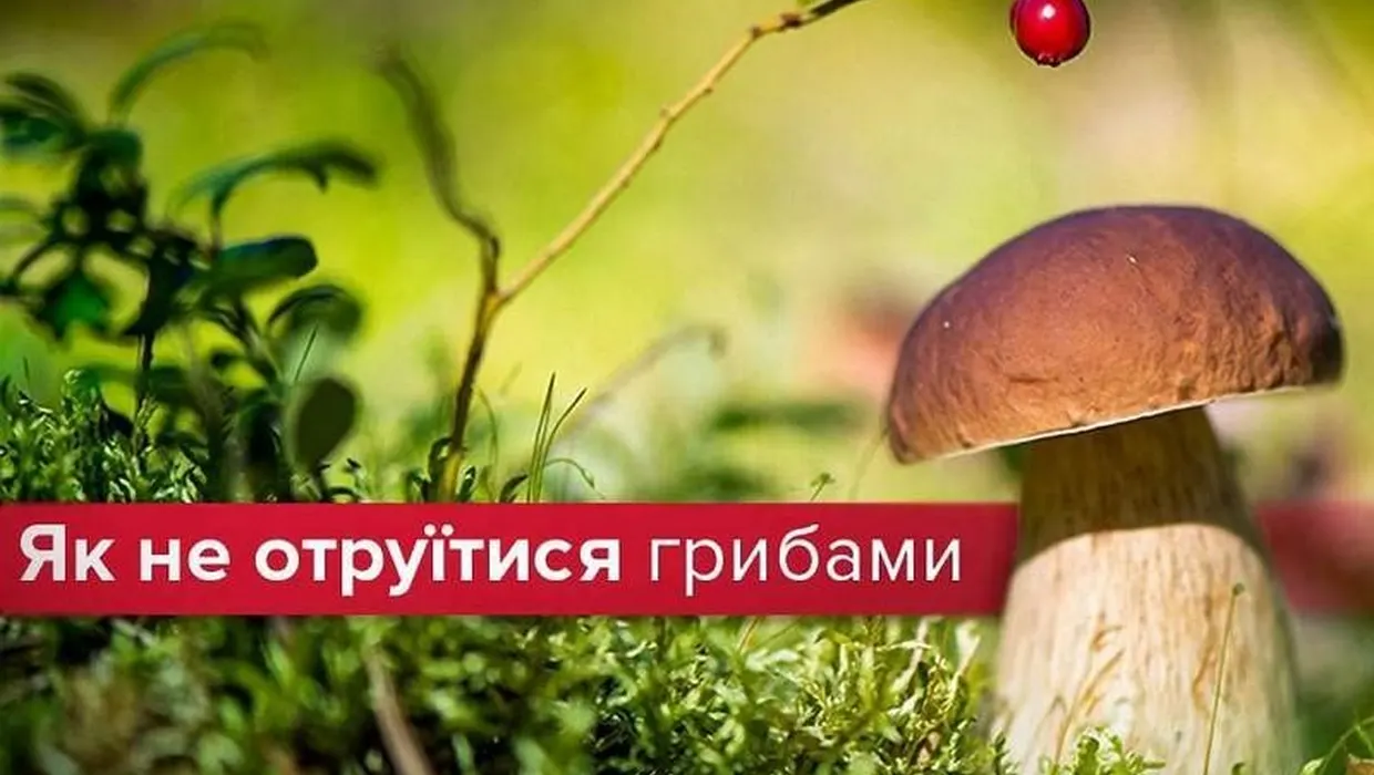 ОБЕРЕЖНО - ГРИБИ! ОБЕРЕЖНО - ГРИБИ!