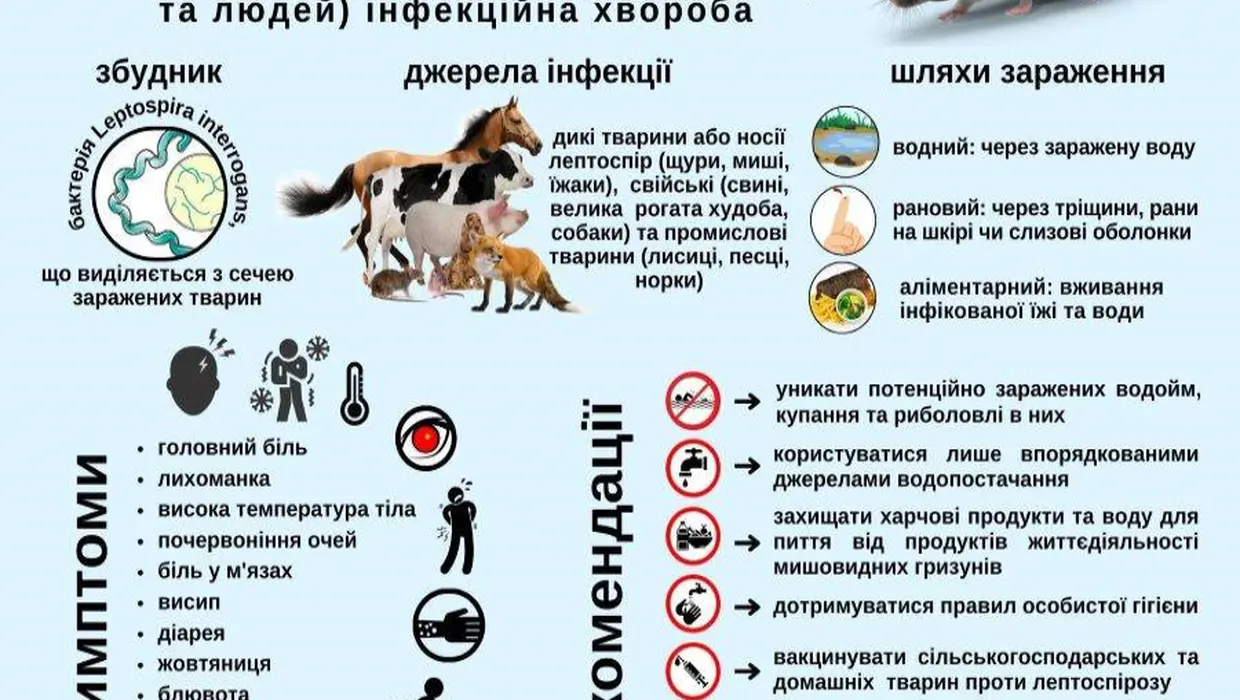 Обережно - лептоспіроз! Обережно - лептоспіроз!