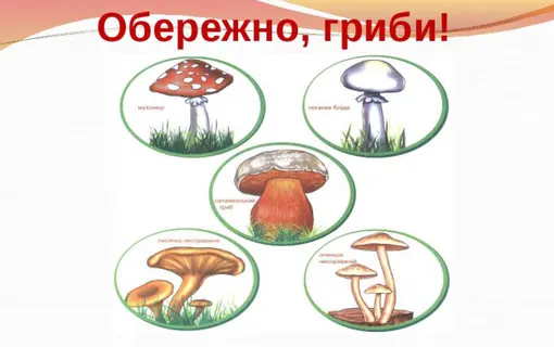 гриби
