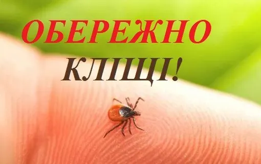 Як вберегтися від кліщів? 