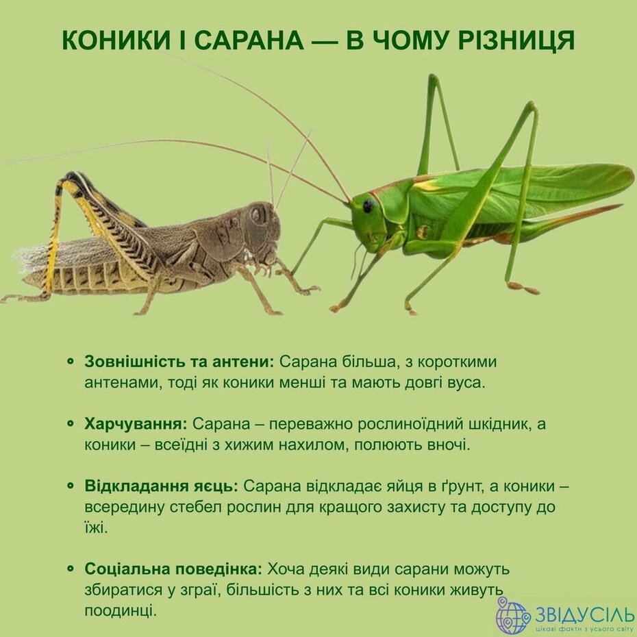 увага сарана